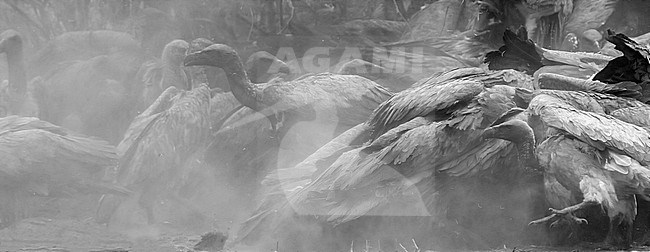 White-backed Vulture (Gyps africanus), flock feeding on a carcass, Mpumalanga, South Africa stock-image by Agami/Saverio Gatto,
