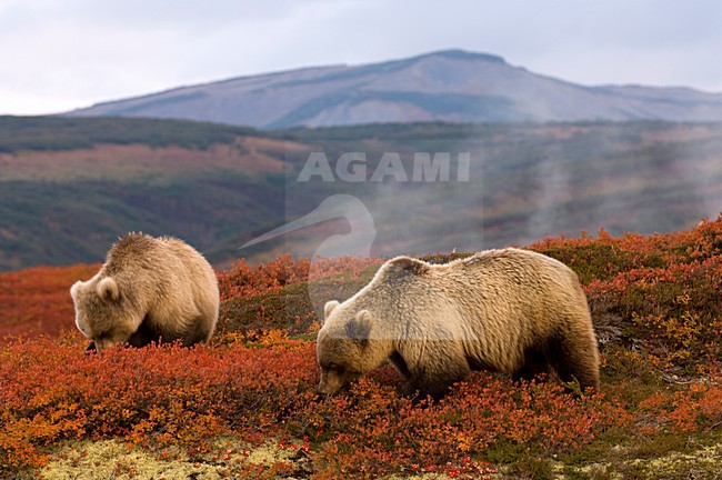 Kamchatka Brown Bear, Kamtsjatkabeer stock-image by Agami/Sergey Gorshkov,