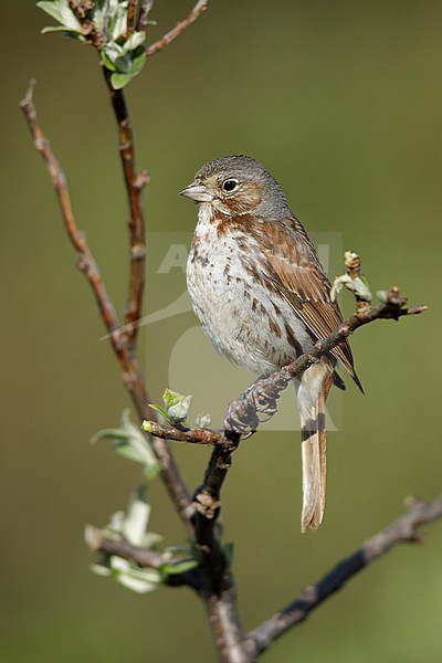 Adult Red Fox Sparrow (Passerella iliaca zaboria) in breeding habitat on Seward Peninsula, Alaska, USA. stock-image by Agami/Brian E Small,
