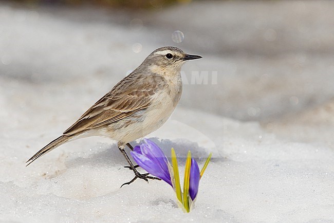 Water Pipit (Anthus spinoletta), side view of an adult standing on the snow close to a Crocus sp., Abruzzo, Italy stock-image by Agami/Saverio Gatto,