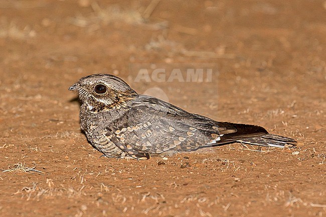 Rufous-cheeked Nightjar (Caprimulgus rufigena) in South Africa. stock-image by Agami/Pete Morris,