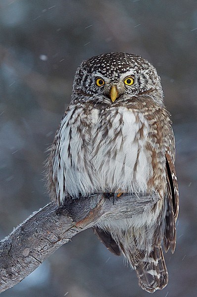 Pygmy Owl (glaucidium passerinum)Kuusamo Finland February 2016 stock-image by Agami/Markus Varesvuo,