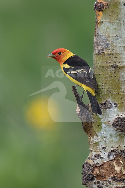 Adult male
Jefferson Co., CO
June 2023 stock-image by Agami/Brian E Small,