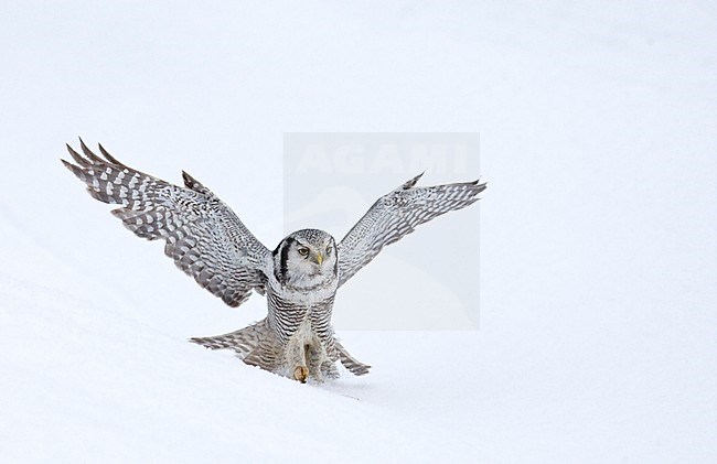 Northern Hawk Owl (Surnia ulula) during cold winter in Kuusamo, Finland. stock-image by Agami/Marc Guyt,