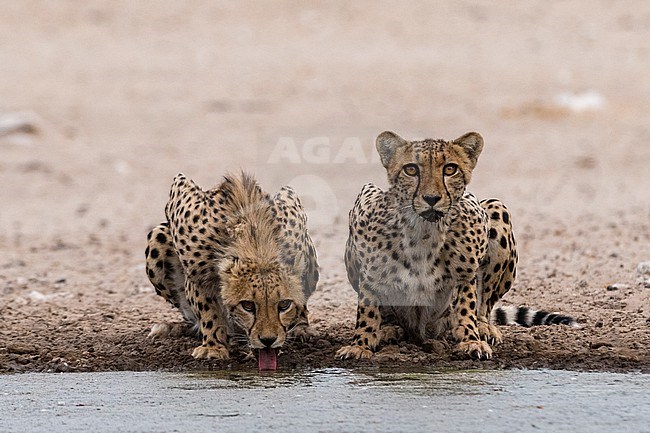 Two cheetahs, Acinonyx jubatus, drinking at a waterhole Kalahari, Botswana stock-image by Agami/Sergio Pitamitz,