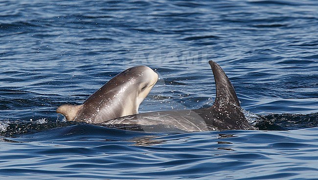 Risso's Dolphins (Grampus griseus)s swimming off the Shetland Islands. stock-image by Agami/Hugh Harrop,