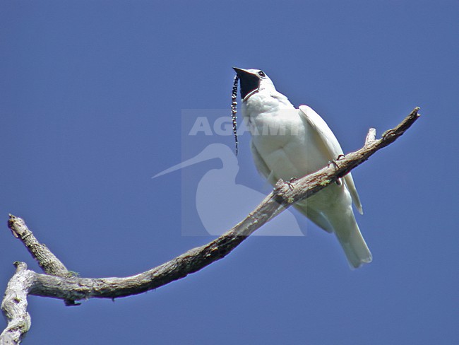 Male White Bellbird (Procnias albus) perched in a tree in Venezuela. stock-image by Agami/Pete Morris,