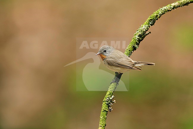 Red-breasted Flycatcher (Ficedula parva) sitting in a tree at the Hoge veluwe Netherlands stock-image by Agami/Walter Soestbergen,