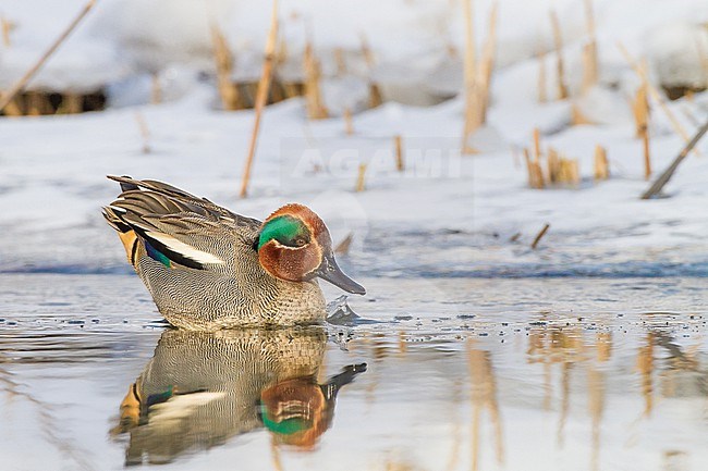 Eurasian Teal, Anas crecca male foraging in patly ice covered pond stock-image by Agami/Menno van Duijn,