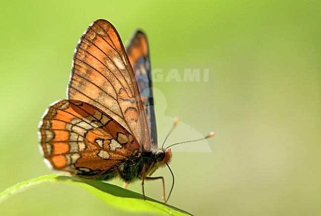 Roodbonte parelmoervlinder, Scarce Fritillary stock-image by Agami/Rob de Jong,