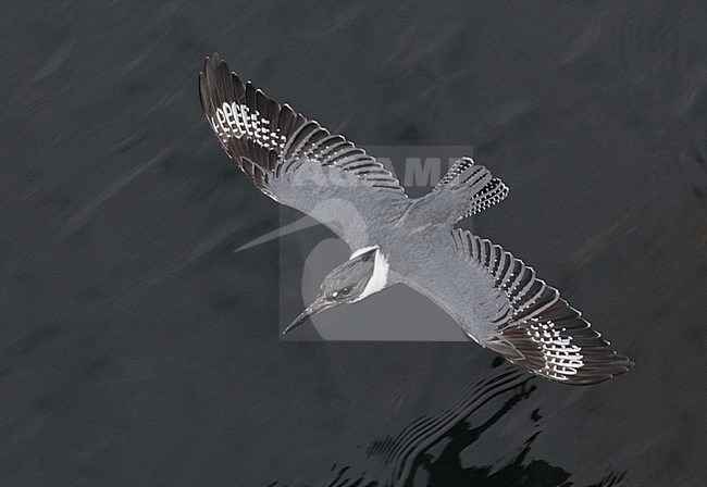 Bandijsvogel in de vlucht, Belted Kingfisher in flight stock-image by Agami/Mike Danzenbaker,