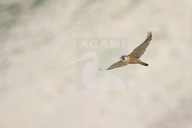 Adult Barbary Falcon (Falco pelegrinoides babylonicus) in flight in Tajikistan. stock-image by Agami/Ralph Martin,