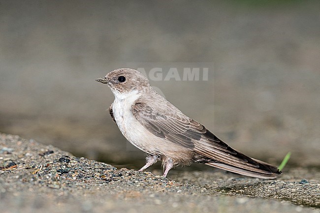 Eurasian Crag Martin collecting nest material, Rotszwaluw verzameld nestmateriaal stock-image by Agami/Alain Ghignone,