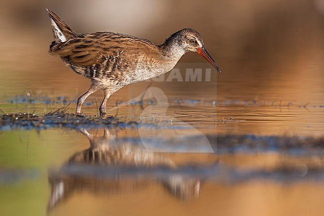 Western Water Rail - Wasserralle - Rallus aquaticus ssp. aquaticus, Greece, juvenile stock-image by Agami/Ralph Martin,