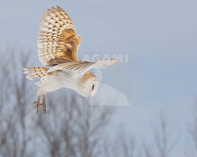 Amerikaanse Kerkuil in de vlucht; American Barn Owl in flight stock-image by Agami/David Hemmings,