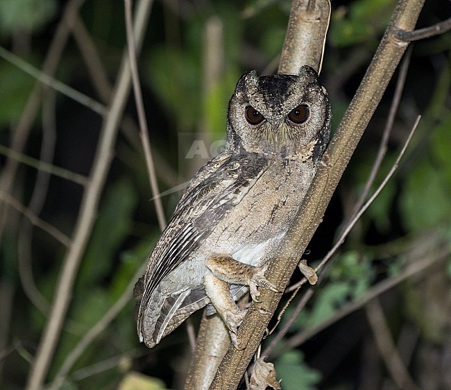 Collared Scops Owl (Otus lettia) in Thailand. stock-image by Agami/Pete Morris,