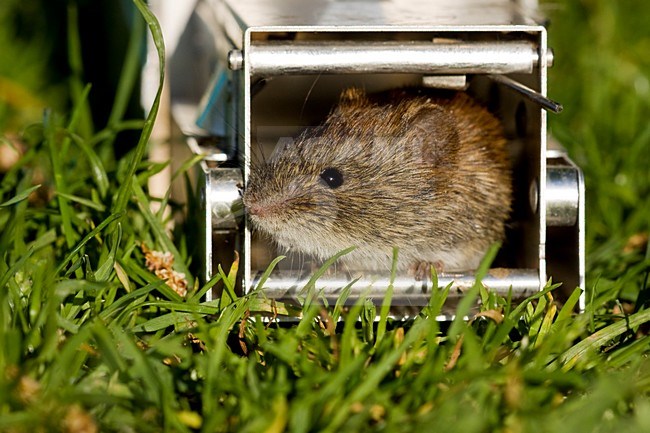 Veldmuis bij een val; Common Vole in a trap stock-image by Agami/Theo Douma,