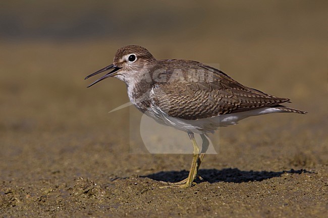 Piro piro piccolo; Common Sandpiper; Actitis hypoleucos stock-image by Agami/Daniele Occhiato,