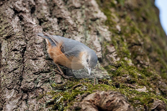 European Nuthatch (Sitta europaea caesia) in Germany. Adult in aberrant plumage. stock-image by Agami/Ralph Martin,
