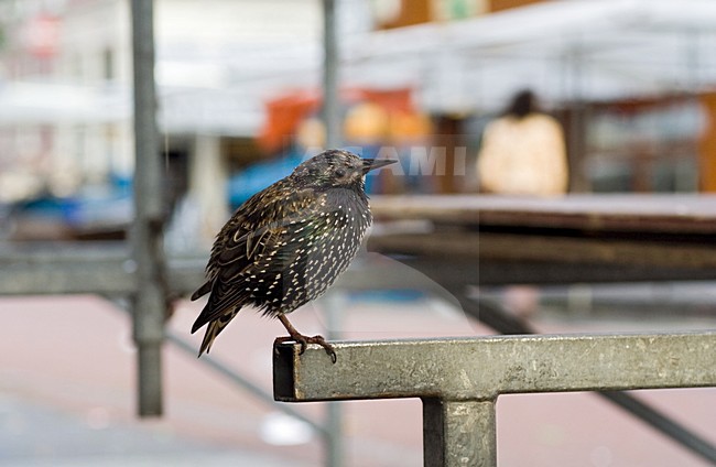 Common Starling perched in Amsterdam; Spreeuw groep zittend op een kraam op de Albert Cuyp in Masterdam stock-image by Agami/Marc Guyt,