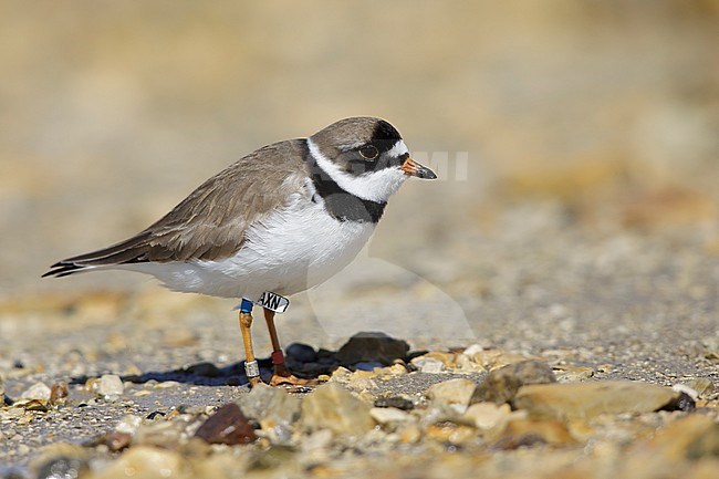 Adult breeding Semipalmated Plover (Charadrius semipalmatus) showing webbing on feet between toes.
Churchill, Manitoba, Canada.
June 2017 stock-image by Agami/Brian E Small,