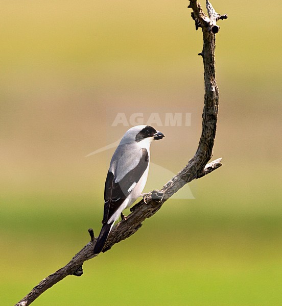 Kleine Klapekster, Lesser Grey Shrike, Lanius minor stock-image by Agami/Marc Guyt,