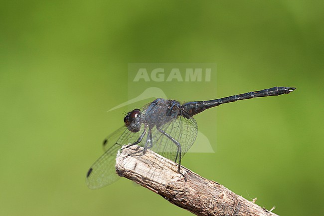 Mannetje Blauwe zonnewijzer, Male Trithemis festiva stock-image by Agami/Wil Leurs,