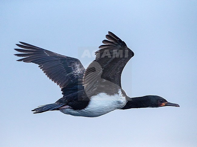 Subadult Campbell Shag (Leucocarbo campbelli) flying offshore Campbell island in subantarctic New Zealand. stock-image by Agami/Marc Guyt,