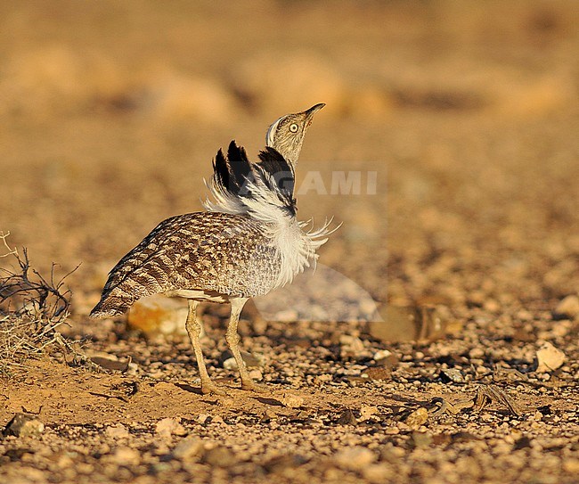 Canary Islands Bustard (Chlamydotis undulata fuertaventurae) on Fuerteventura. stock-image by Agami/Rene Pop ,