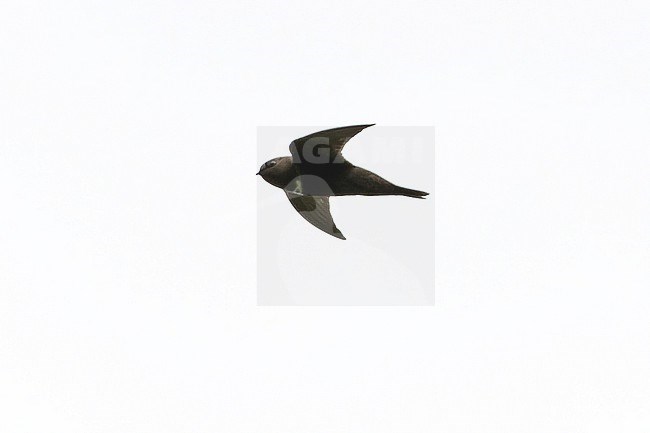 White-chested Swift (Cypseloides lemosi) in Northern Peru. Rare and poorly known. A fairly small swift, all black with variable white patch on chest. stock-image by Agami/Dani Lopez-Velasco,