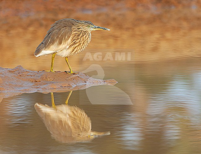 Indian Pond Heron (Ardeola grayii) in India. stock-image by Agami/Marc Guyt,