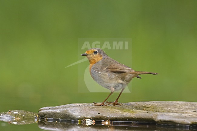 European Robin perched on a rock; Roodborst zittend op een steen stock-image by Agami/Markus Varesvuo,