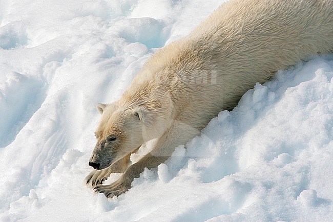 Polar Bear (Ursus maritimus) lying in the snow on Svalbard, arctic Norway. Stretching its legs. stock-image by Agami/Marc Guyt,