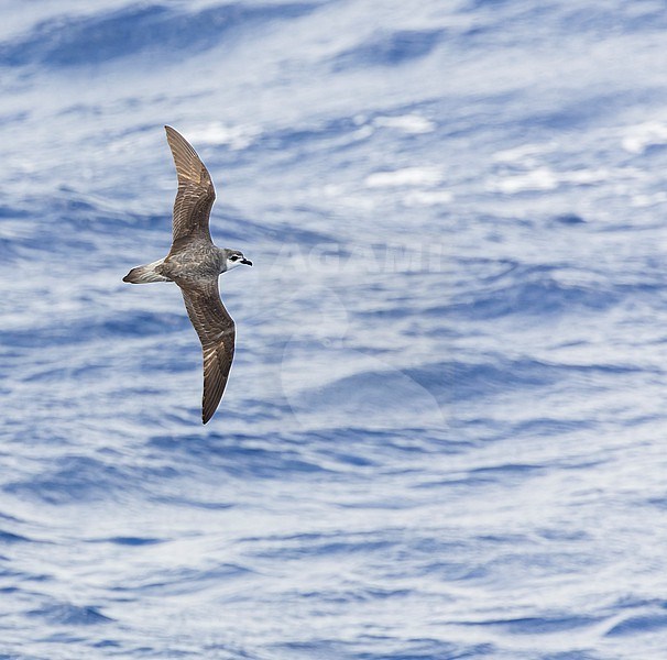 Black-winged Petrel (Pterodroma nigripennis) in flight over the Pacific Ocean near Norfolk Island, Australia. stock-image by Agami/Marc Guyt,