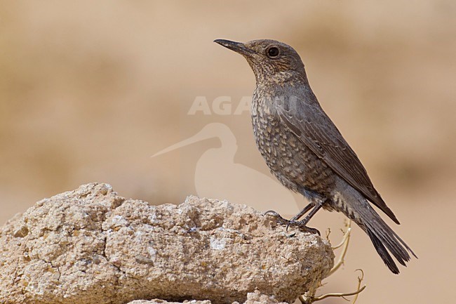 Passero solitario; Blue Rock Thrush; Monticola solitarius stock-image by Agami/Daniele Occhiato,