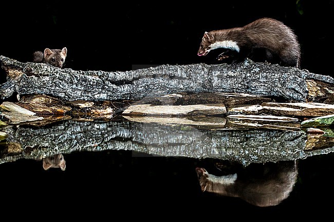 Beech Marten (Martes foina) during the night in Extremadura, Spain. stock-image by Agami/Oscar Díez,