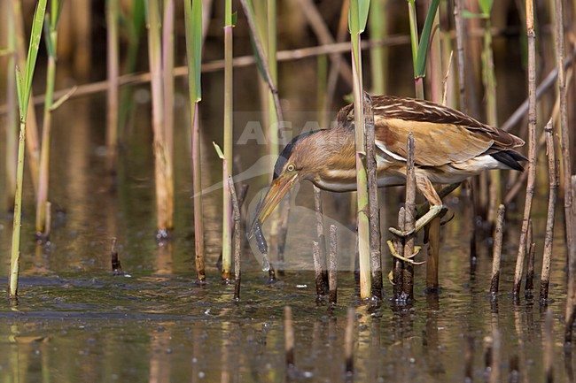 Tarabusino; Little Bittern; Ixobrychus minutus stock-image by Agami/Daniele Occhiato,