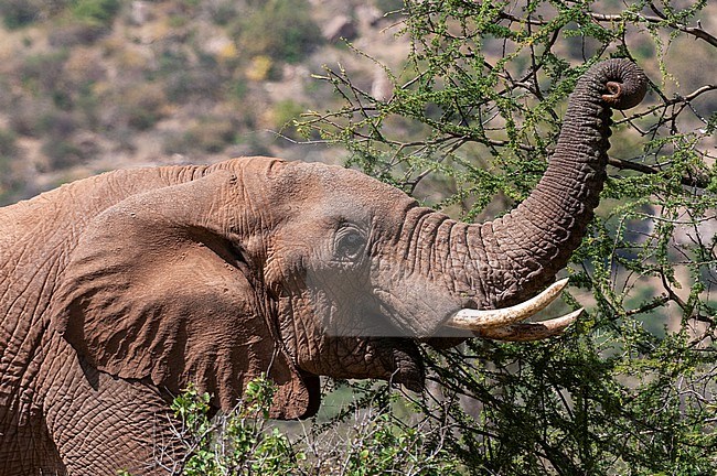 An African elephant, Loxodonta africana, browsing. Samburu Game Reserve, Kenya. stock-image by Agami/Sergio Pitamitz,