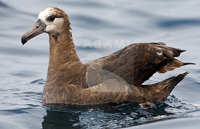 Swimming Black-footed Albatross (Phoebastria nigripes) offshore California, United States. stock-image by Agami/Marc Guyt,