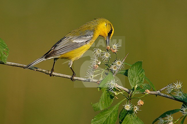Foeragerende Blauwvleugelzanger, Foraging Blue-winged Warbler stock-image by Agami/Brian E Small,