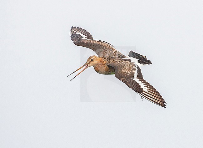 Grutto, Black-tailed Godwit, Limosa limosa stock-image by Agami/Menno van Duijn,