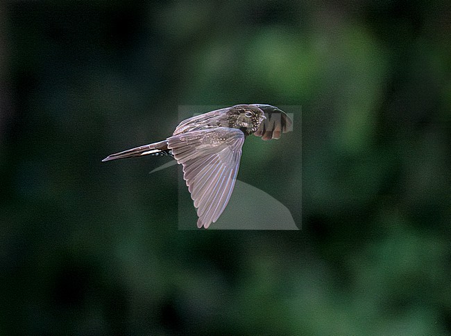 Spix's (formerly Band-tailed) Nighthawk (Nyctiprogne leucopyga) adult in flight stock-image by Agami/Andy & Gill Swash ,