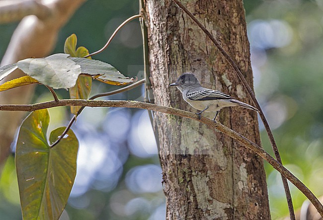 Choco Sirystes (Sirystes albogriseus) in Panama. stock-image by Agami/Pete Morris,