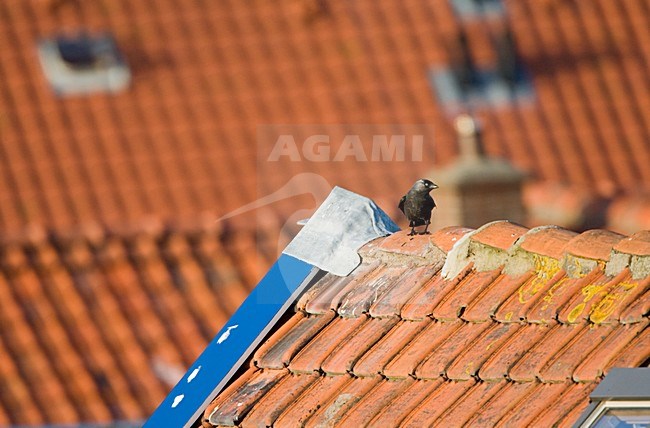 Kauw op een dak; Western Jackdaw on a roof stock-image by Agami/Marc Guyt,