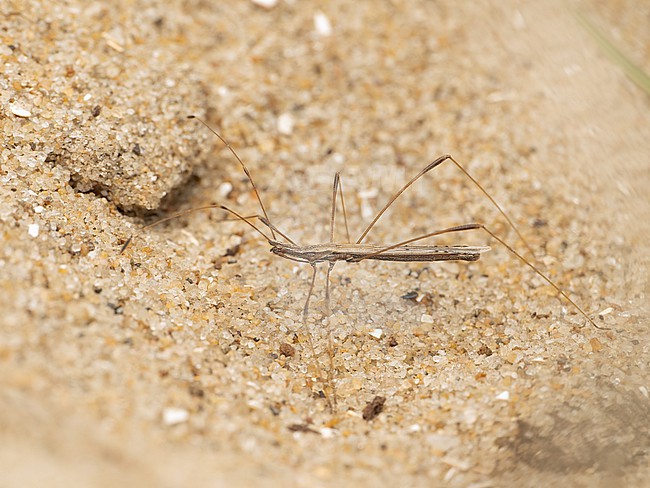 Imago straw stiltbug with it's long legs stock-image by Agami/Arnold Meijer,
