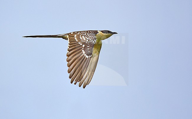 Great Spotted Cuckoo (Clamator glandarius) flying against a blue sky as a background, Israel stock-image by Agami/Tomas Grim,