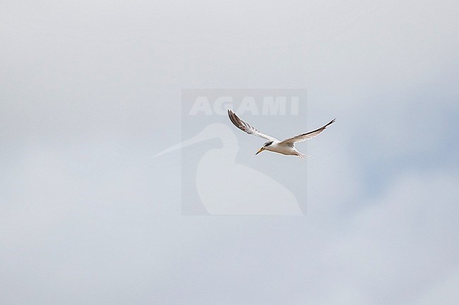 Immature (type) Yellow-billed tern, Sternula superciliaris, in flight on Trinidad island. stock-image by Agami/Pete Morris,