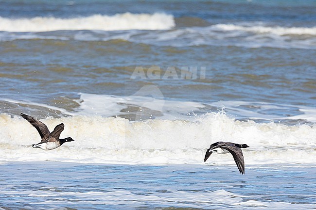 Wintering Pale-bellied Brent Goose (Branta (bernicla) hrota) in the Netherlands. stock-image by Agami/Menno van Duijn,