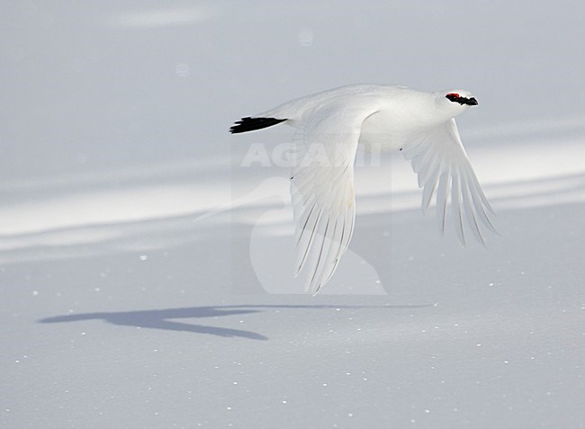 Rock Ptarmigan adult winter male flying; Alpensneeuwhoen volwassen man winterkleed vliegend stock-image by Agami/Markus Varesvuo,
