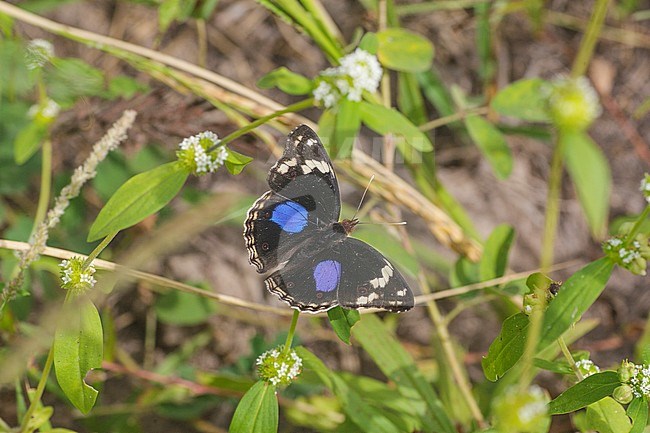 Dark Blue Pansy,  Junonia oenone stock-image by Agami/Arie Ouwerkerk,